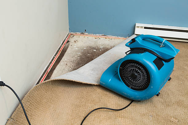 Best Carpet water damage restoration  in Eagar, AZ
